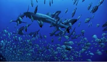 مستندی از دنیای کوسه ماهی‌ها روی آنتن شبکه چهار