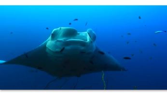 «اقیانوس‌های ما» بزودی در شبکه چهار