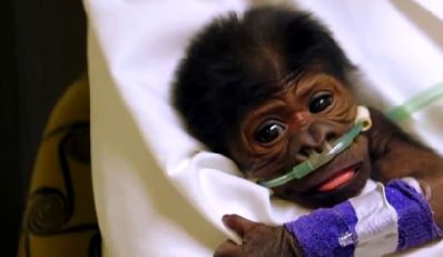 گریز از انقراض؛  مستندی از شاخه زیست محیطی بزودی در قاب شبکه چهار