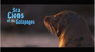 راه‌یابی شیرهای دریایی گالاپاگوس به شبکه چهار