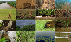 مستند حیات وحش برزیل