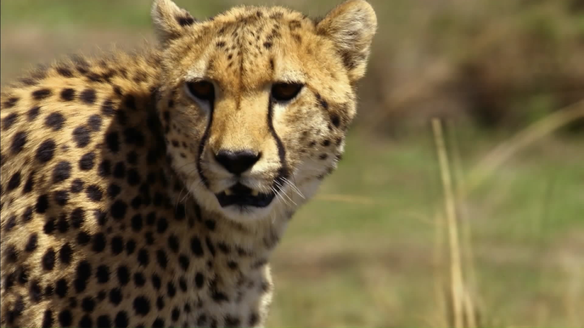 زندگی پنهان گربه سانان