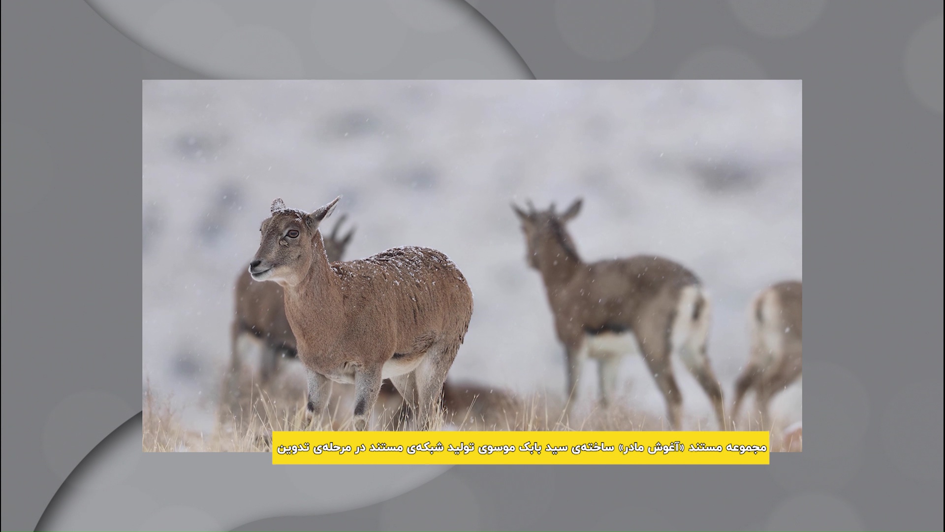 آغوش مادر؛ روایت مادری در حیات‌وحش ایران